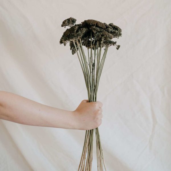 Zöld achillea