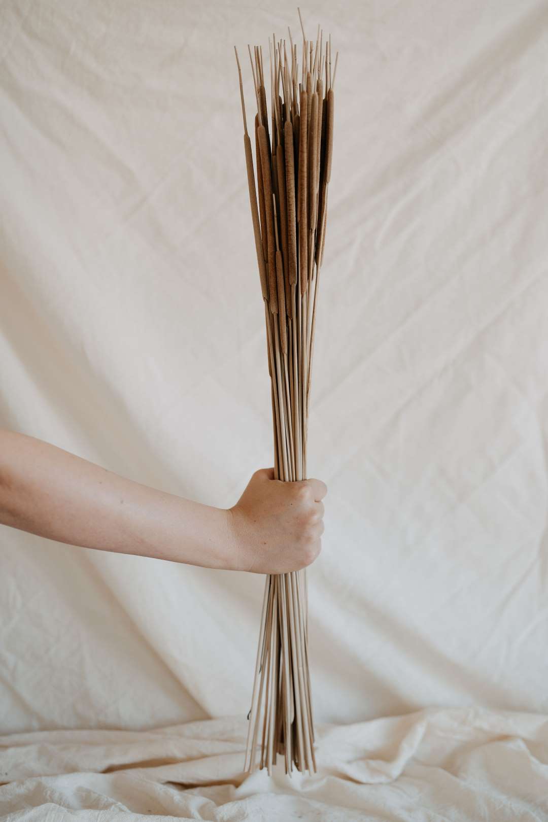 DSC00455 Natúr typha indiai - Image 1