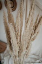 Pampafű - Image 4