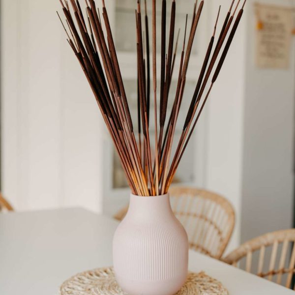 Sötét barna typha indiai