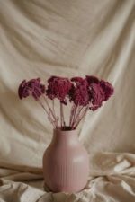Rózsaszín achillea - Image 2