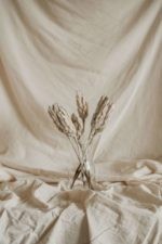 Havas protea