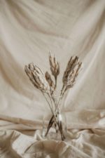 Havas protea - Image 2