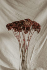 Achillea - Image 2