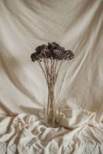 Achillea szürke-fekete