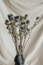 Havas Echynops - Image 2