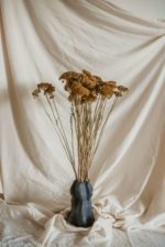 Achillea zöldes-sárga