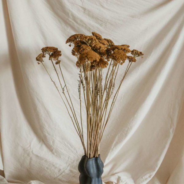 Achillea zöldes-sárga