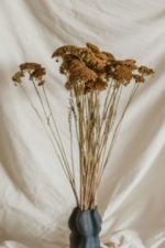 Achillea zöldes-sárga - Image 2