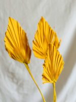 Sárga pálma - Image 2