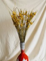 Sárga tulipánfű
