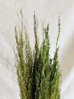 Zöld rezgő - Image 2
