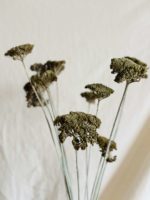 Achillea pasztell zöld - Image 2