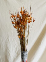 Narancs tulipánfű - Image 3