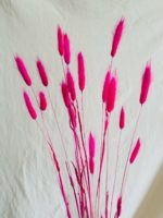 Pink lagurusz - Image 2