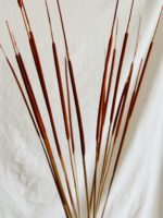 Narancs typha indiai - Image 2