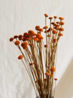 Narancs Pavao - Image 3