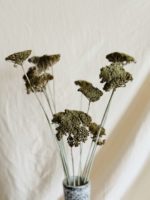 Achillea pasztell zöld - Image 3