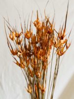 Narancs tulipánfű - Image 2