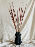 Narancs typha indiai