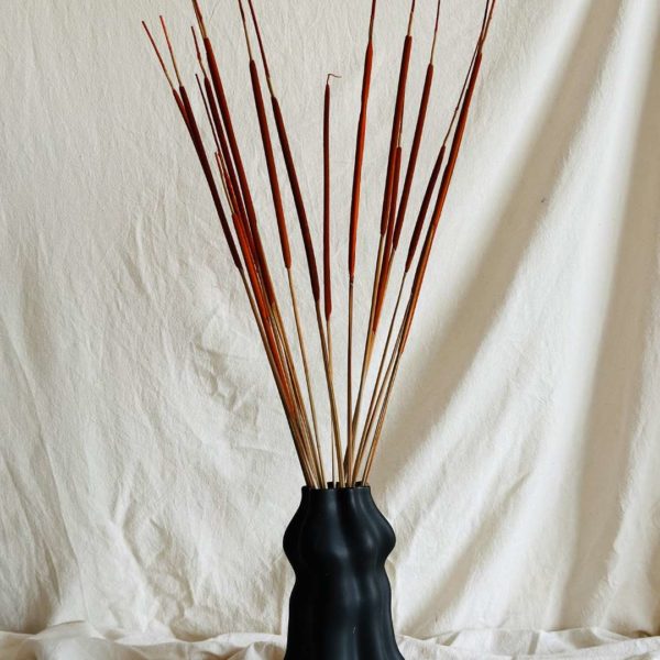 Narancs typha indiai