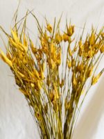 Sárga tulipánfű - Image 2