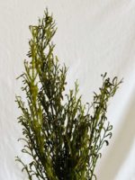 Lycopodium ág preparált világos zöld - Image 2