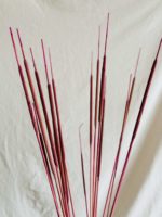 Rózsaszín typha indiai - Image 2