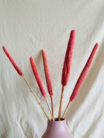 Pink babala - Image 6