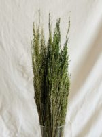 Zöld rezgő - Image 3