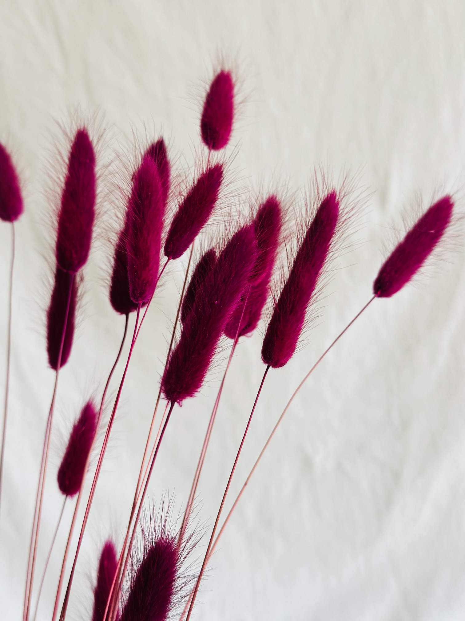 02711289-C469-43A7-A9F8-EA800F263BC0 Burgundi lila lagurusz - Image 1