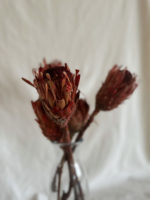 Protea piros macrophylla - Image 2
