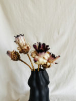 Protea nerifolia - Image 2
