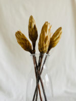 Sárga protea