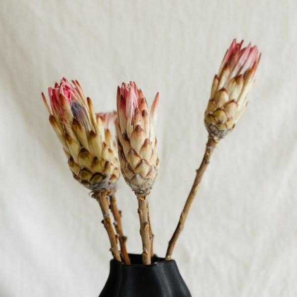 Protea rózsaszín
