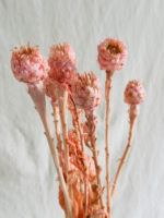 Beatriz barack - Image 2