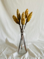 Sárga protea - Image 3