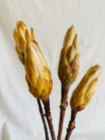 Sárga protea - Image 2