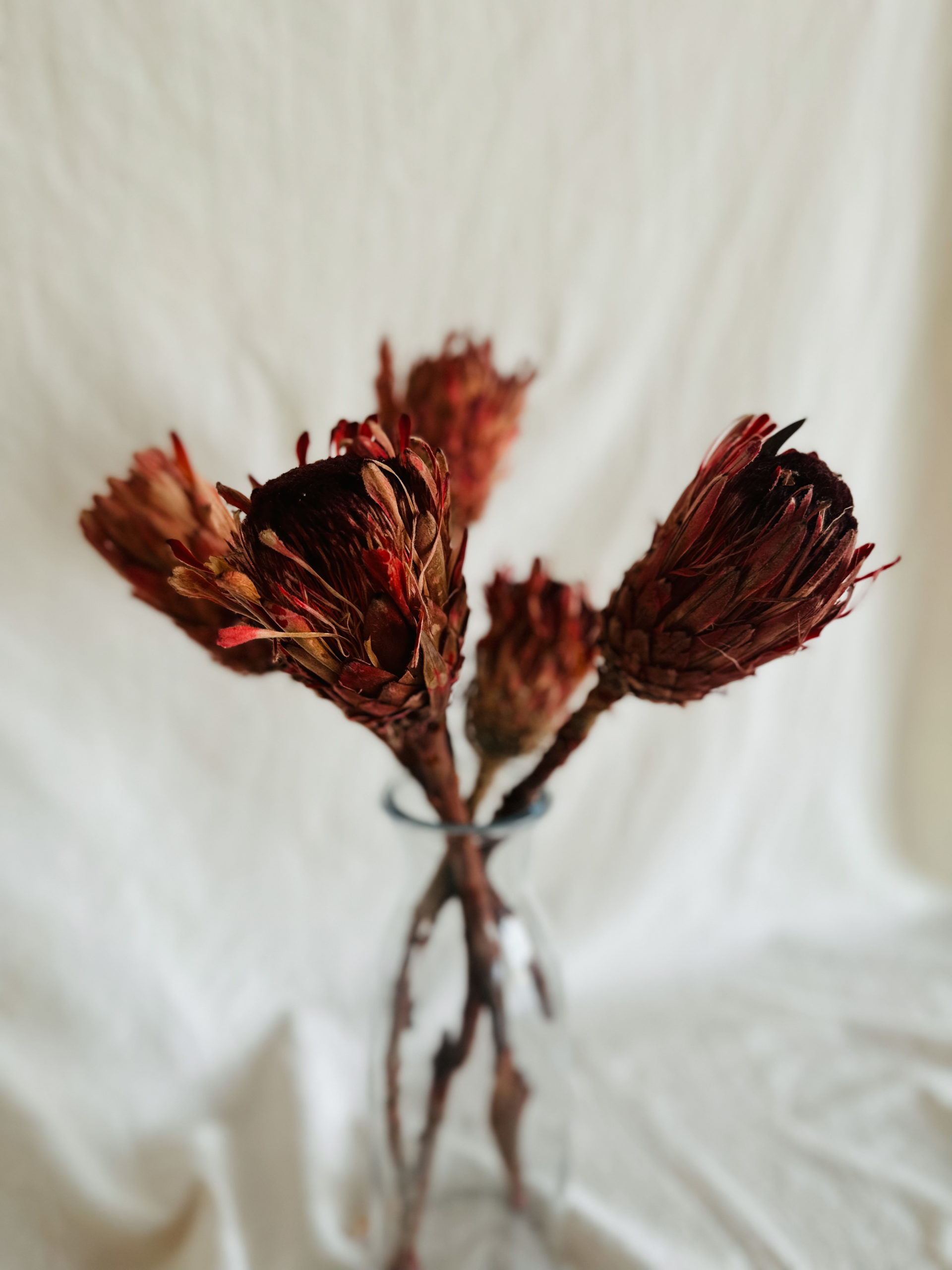 972D76DF-8EDB-44D3-88CA-5FCFB86FECF7 Protea piros macrophylla - Image 1