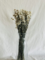 Anaphalis - Image 3