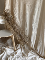 Louis - Image 3