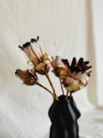 Protea nerifolia - Image 4