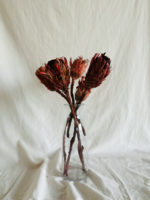 Protea piros macrophylla - Image 3