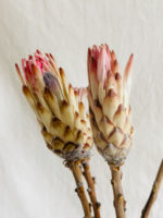 Protea rózsaszín - Image 3
