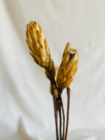 Sárga protea - Image 4