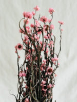 Margaux - Image 4