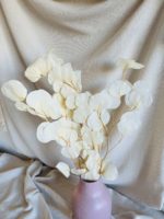 Fehérített eukaliptusz - Image 3