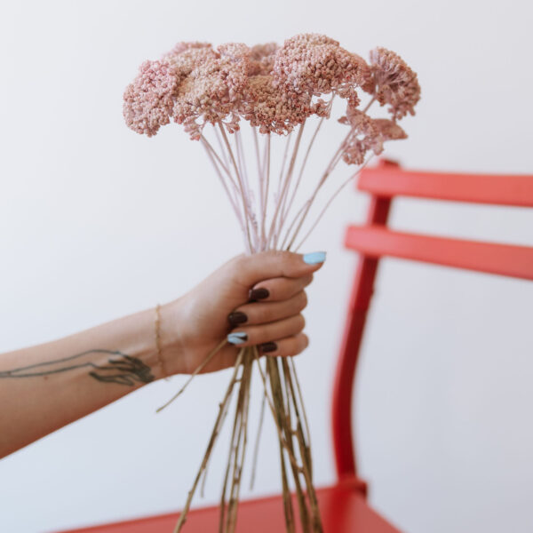 Achillea világos rózsaszín